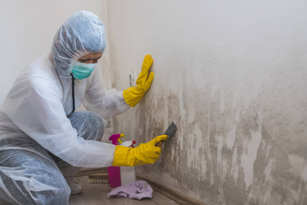 Best Fast Mold Removal  in Minden, LA