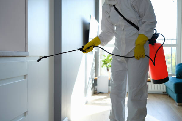 Best Attic Mold Removal  in Minden, LA
