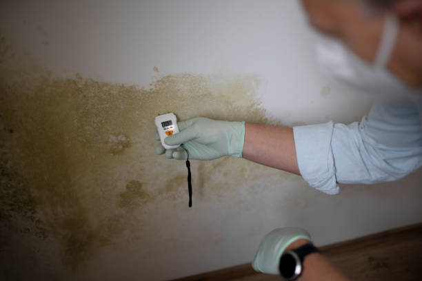 Best Black Mold Removal  in Minden, LA
