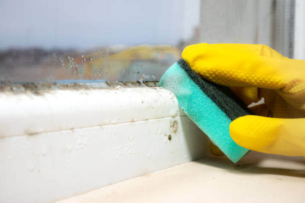 Best Local Mold Removal Service  in Minden, LA