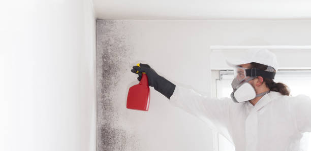 Best Mold Testing and Removal  in Minden, LA