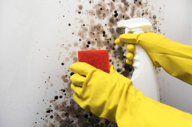 Mold Testing and Removal in Minden, LA