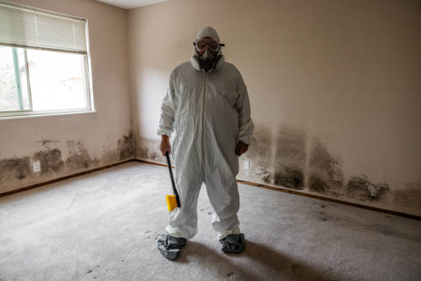 Best Office Mold Removal Services  in Minden, LA