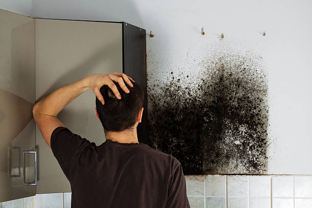 Best Attic Mold Removal  in Minden, LA