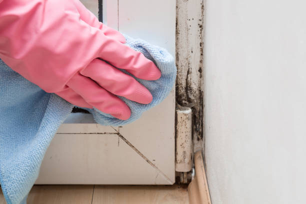 Reliable Minden, LA Mold Removal Solutions